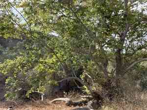 California sycamore(Platanus racemosa)