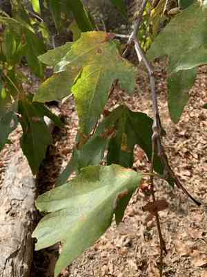 California sycamore(Platanus racemosa)