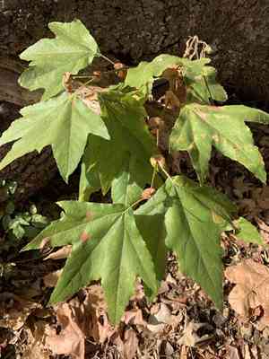 California sycamore(Platanus racemosa)