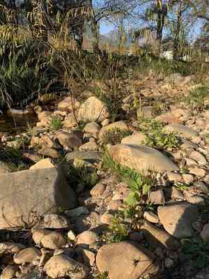 Platanus × hispanica(Platanus × hispanica)