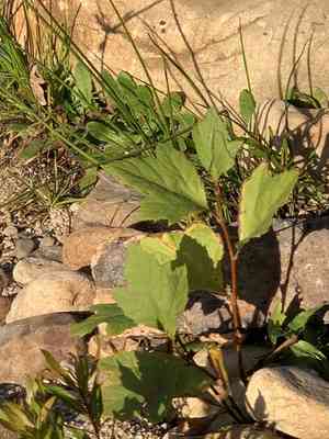 Platanus × hispanica(Platanus × hispanica)