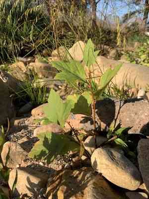 Platanus × hispanica(Platanus × hispanica)