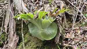 Staghorn fern(Platycerium superbum)