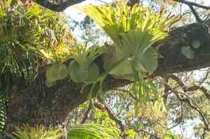 Staghorn fern(Platycerium superbum)