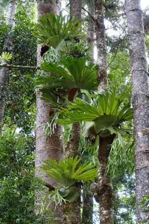 Staghorn fern(Platycerium superbum)