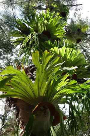 Staghorn fern(Platycerium superbum)