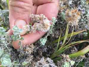 Petite licorice(Plecostachys serpyllifolia)