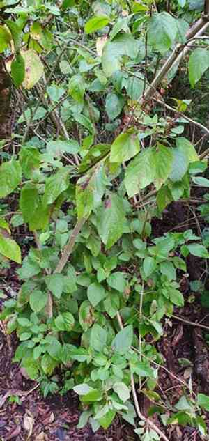 Large spur-flower(Plectranthus ecklonii)