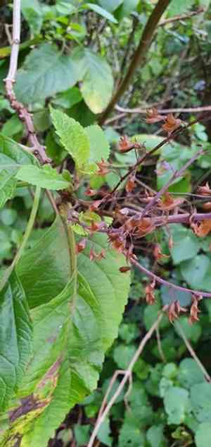 Large spur-flower(Plectranthus ecklonii)
