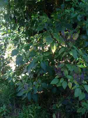 Large spur-flower(Plectranthus ecklonii)