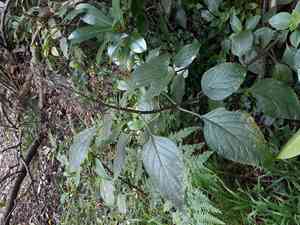 Large spur-flower(Plectranthus ecklonii)