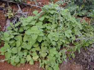 Little spurflower(Plectranthus parviflorus)