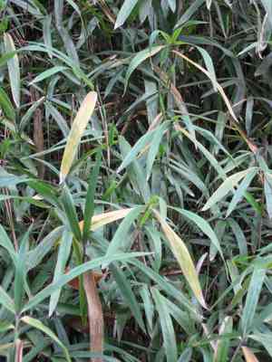 Dwarf white-stripe bamboo(Pleioblastus fortunei)