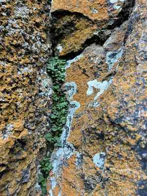 Rio grande scaly polypody(Pleopeltis riograndensis)