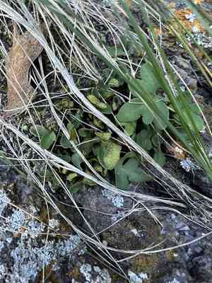 Rio grande scaly polypody(Pleopeltis riograndensis)