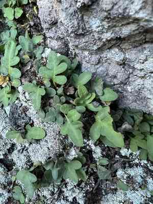 Rio grande scaly polypody(Pleopeltis riograndensis)