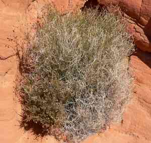 Arrow-leaf(Pleurocoronis pluriseta)
