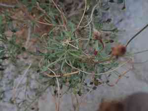 Arrow-leaf(Pleurocoronis pluriseta)