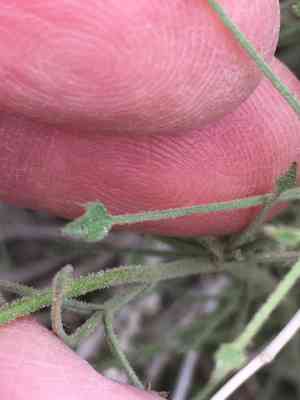Arrow-leaf(Pleurocoronis pluriseta)