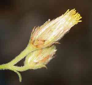 Arrow-leaf(Pleurocoronis pluriseta)