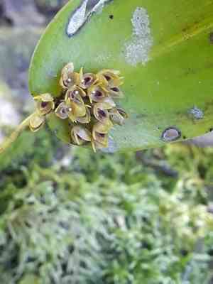 Pleurothallis canaligera(Pleurothallis canaligera)