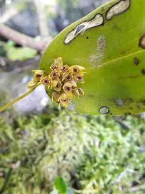 Pleurothallis canaligera(Pleurothallis canaligera)