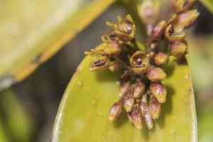 Pleurothallis canaligera(Pleurothallis canaligera)