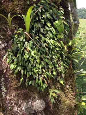 Waxy bonnet orchid(Pleurothallis pruinosa)