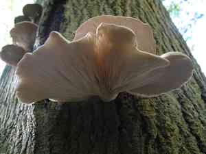 Oyster mushroom(Pleurotus ostreatus)