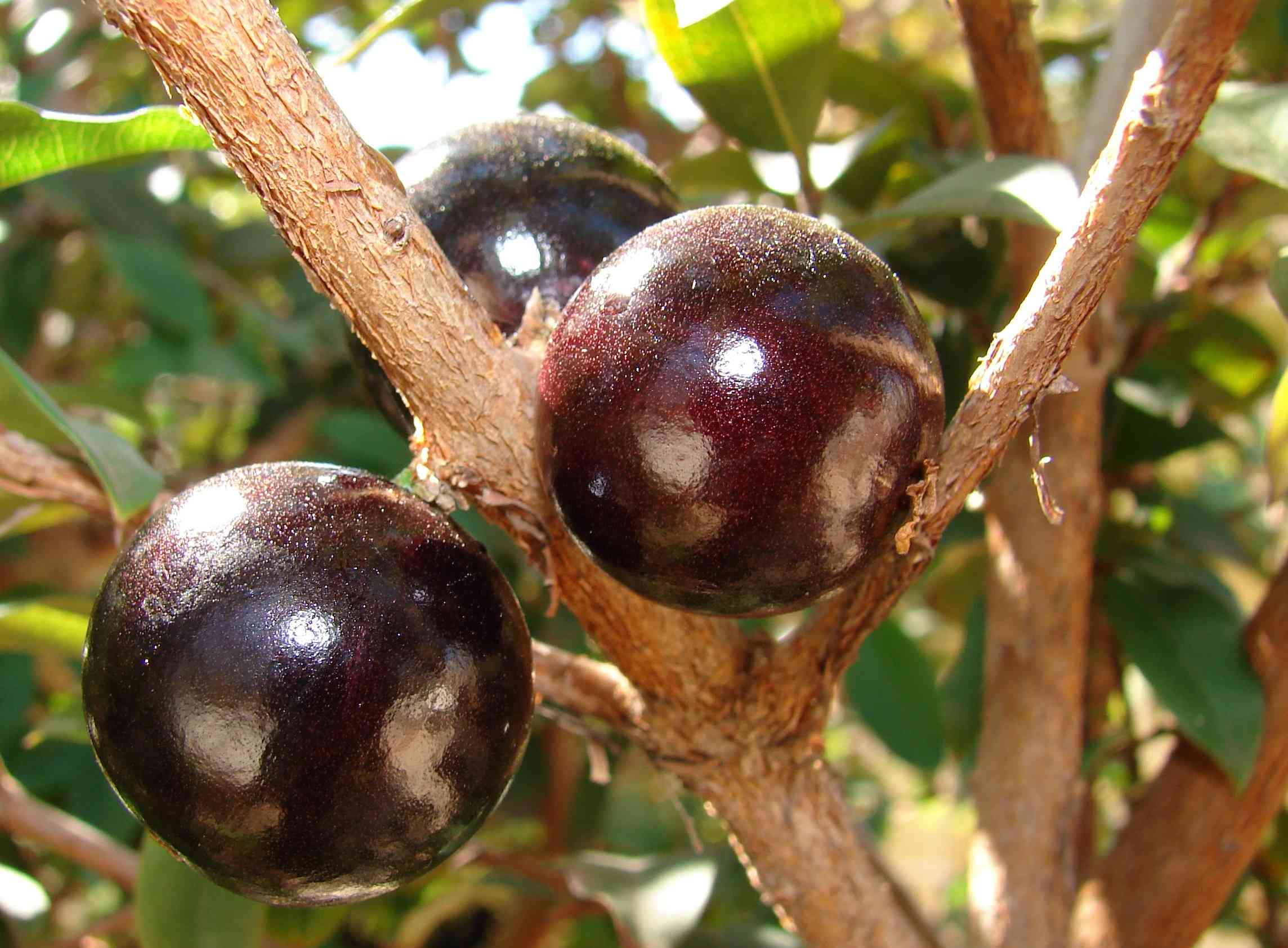 Jaboticaba tree(Plinia cauliflora)