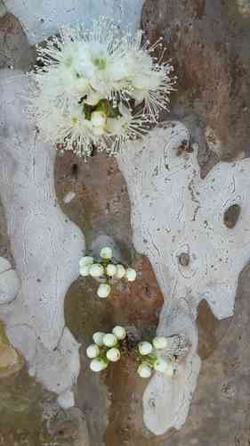 Jaboticaba tree(Plinia cauliflora)