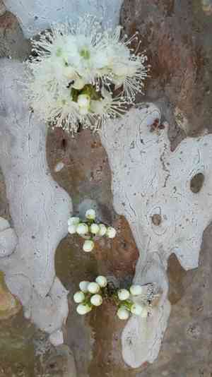 Jaboticaba tree(Plinia cauliflora)