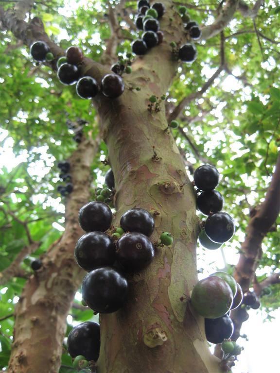 Jaboticaba tree