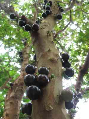 Jaboticaba tree(Plinia cauliflora)