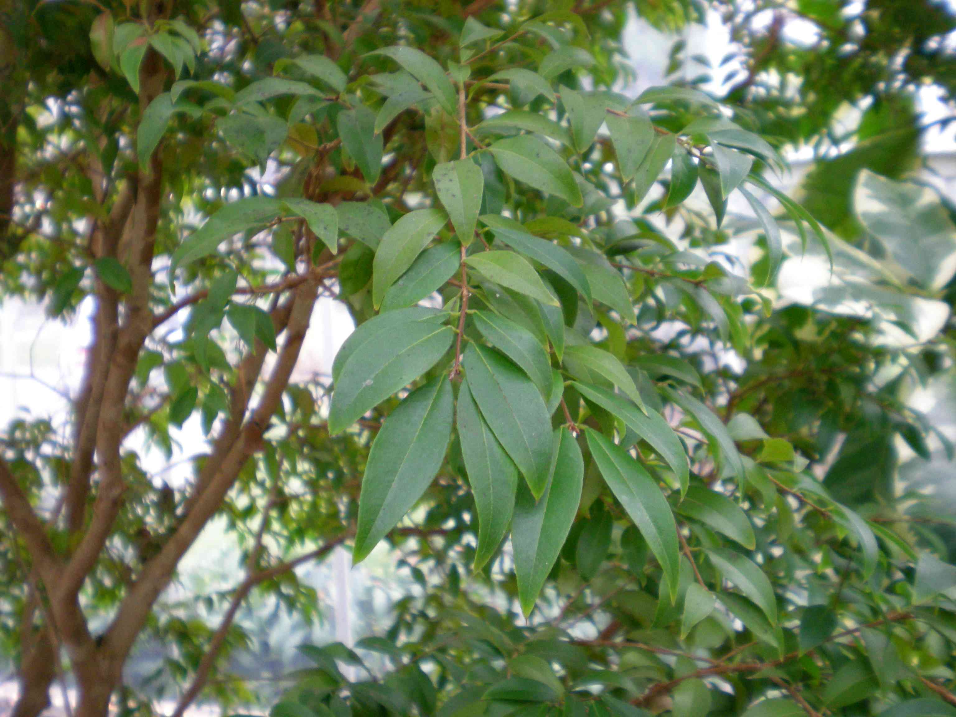 Jaboticaba tree(Plinia cauliflora)