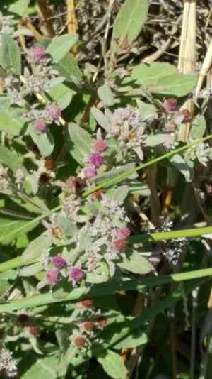 Rosy camphorweed(Pluchea baccharis)