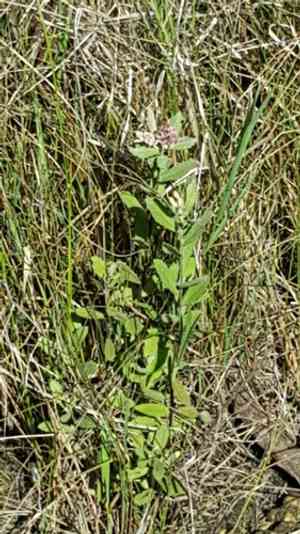 Rosy camphorweed(Pluchea baccharis)