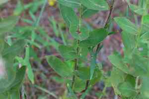 Rosy camphorweed(Pluchea baccharis)