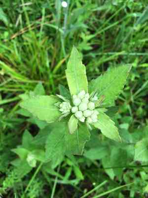 Rosy camphorweed(Pluchea baccharis)