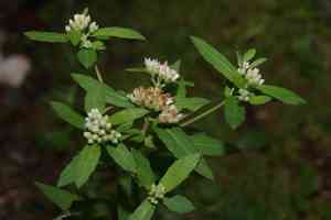 Stinking camphorweed(Pluchea foetida)