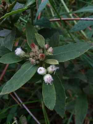 Stinking camphorweed(Pluchea foetida)