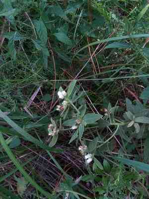 Stinking camphorweed(Pluchea foetida)