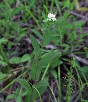 Stinking camphorweed(Pluchea foetida)
