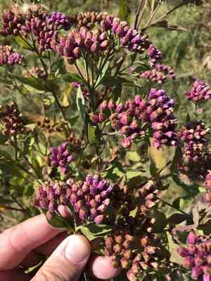 Sweetscent(Pluchea odorata)