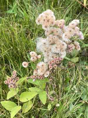 Sweetscent(Pluchea odorata)