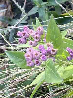 Sweetscent(Pluchea odorata)