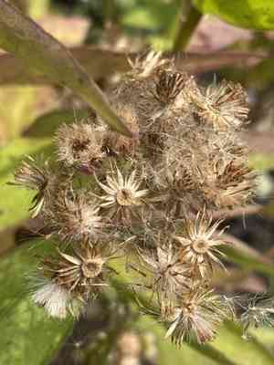 Sweetscent(Pluchea odorata)