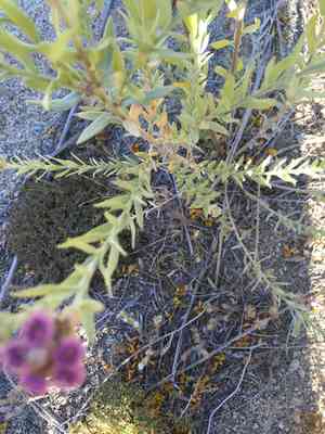 Arrowweed(Pluchea sericea)