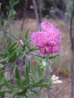 Arrowweed(Pluchea sericea)