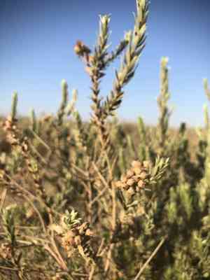 Arrowweed(Pluchea sericea)